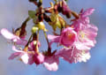 保土ヶ谷公園の河津桜　１