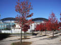 日進市 スポーツセンター 紅葉と、長久手古戦場公園のイオン店前の紅葉 他楓 オータム 秋 季節物 Chrome