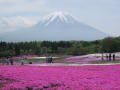 富士芝桜まつり