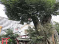 東京都府中、生き続ける樹齢800年の大ケヤキの老巨樹  12