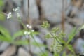 多摩川の植物：６月～７月：その３
