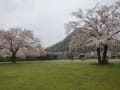 20170411 雨の桜