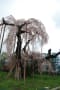 ☆樹齢2000年の桜と神田の大イトザクラ