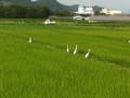 トンボの大群とヘロンの群れ