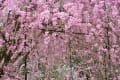 [4]上賀茂神社　斎王桜