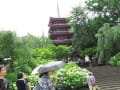 本土寺の梅雨の花　その１