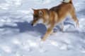 女神湖で雪遊び