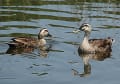 [7]見沼自然公園のカルガモ