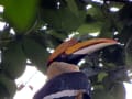 サイチョウ　Hornbill  (インド）