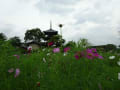 秋桜と三重塔