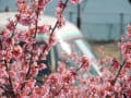 根府川のおかめ桜