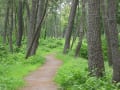 朝の散歩（駿河湾、釣り、遊歩道、花）