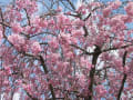 フラワー公園のしだれ桜