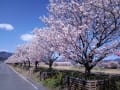 [34]狩川の春めき桜並木