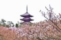 [14]仁和寺の御室桜１