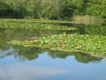 伊賀上野森林公園の水蓮