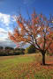 石手川公園の紅葉