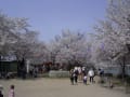 須坂市動物園入り口から見える桜