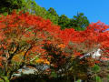 箱根　長安寺の紅葉