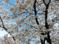 京都府立植物園の桜