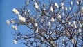酔っぱらいの木、南米桜……「トックリキワタ」の花、実、綿