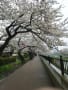 [5]満開の桜(140330_082920)