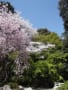 [9]2012年4月　桜 049.JPG