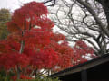 西山荘の紅葉・黄葉