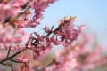 二つ池公園の河津桜が見頃に成って居た、