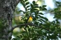 野鳥撮影日記2019（キビタキ♂、オオムシクイ、オオルリ若、ムギマキ若）