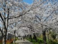 大川端を散策(桜/お花見)