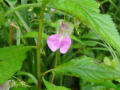 奥豊後・9月後半の野草