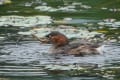 カイツブリ若のお食事