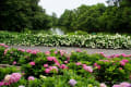 紫陽花と花菖蒲・広島市植物公園　130622