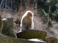 渋温泉野猿苑の猿たち