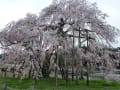 滋賀県甲賀市信楽　畑（はた）の枝垂桜。