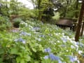 雨引観音の紫陽花