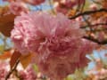 播磨中央公園の春