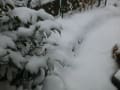 小さなお庭の雪景色・・・