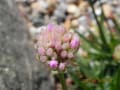 六甲高山植物園