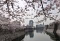 桜満開の大阪城　早歩きで散策