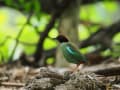 ズグロヤイロチョウ・マミジロキビタキ・カザリオウチュウなど～2025GWタイ