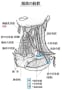 [5]2-20-4-頚部の筋群　-5.jpg