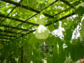 京都府立植物園