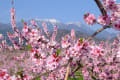 八ヶ岳山麓は花盛り