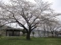 広瀬川と桜（片平公園）