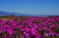 びわ湖畔の芝桜