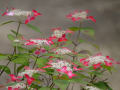 三光寺の紫陽花 (2014_0618)