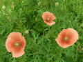 [653]poppy05282.jpg