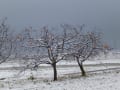 柿と雪